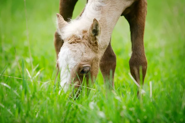Foal grazing — Stock Photo, Image