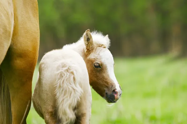 Foal on nature — Stock Photo, Image