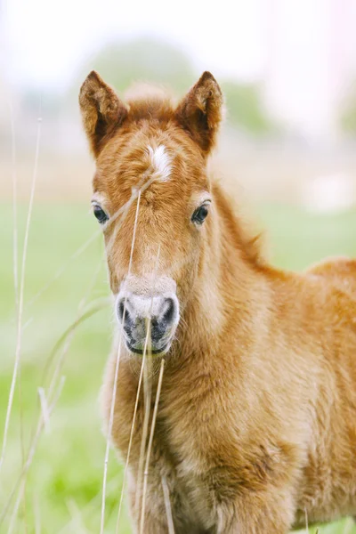 Foal pony — Stock Photo, Image