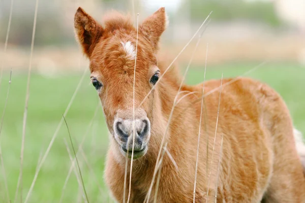 Veulen pony — Stockfoto