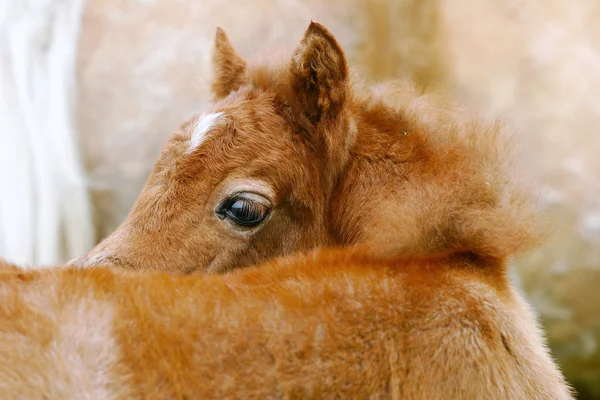 Puledro pony — Foto Stock