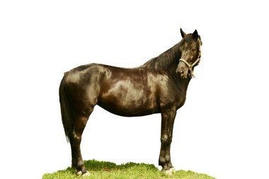 Beautiful stallion isolated clipart