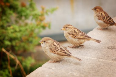 Sparrows clipart