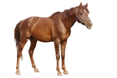 Arabian horse isolated clipart