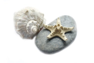 Seashell isolated clipart