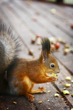 Squirrel eating a nut clipart