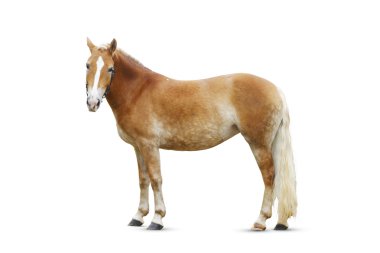 Standing horse isolated clipart