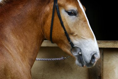 Horse closeup head clipart