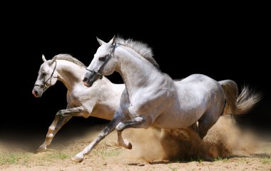 Two stallions in dust clipart