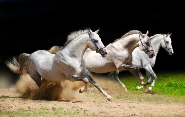 Three stallions on black galloping in du clipart