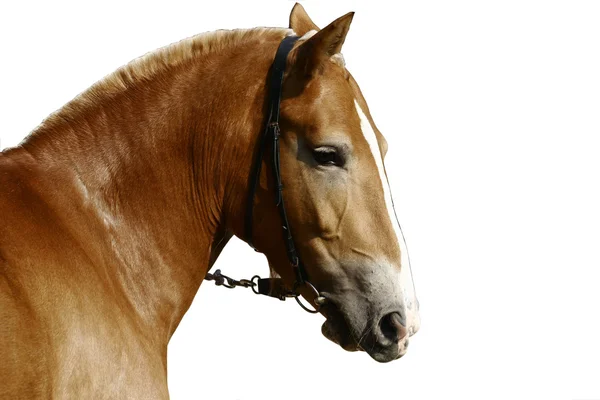 Кінь Паломіно — стокове фото