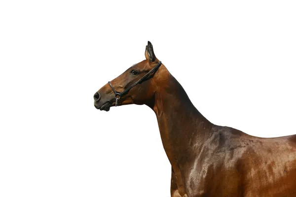 Beautiful stallion isolated — Stock Photo, Image