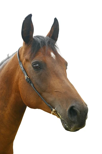 Horse isolated — Stock Photo, Image