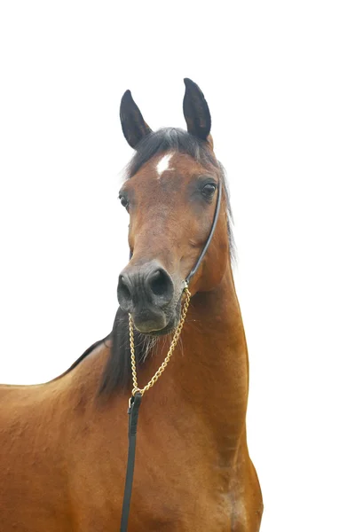 Pferd isoliert — Stockfoto