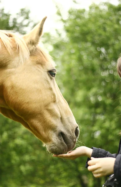 말과 인간 — 스톡 사진