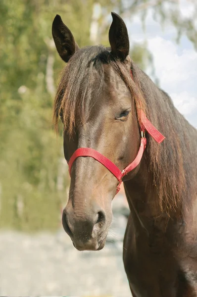 Ritratto cavallo — Foto Stock