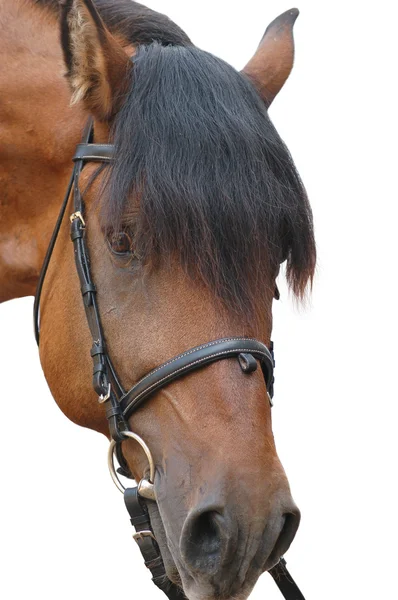 Paard geïsoleerd — Stockfoto
