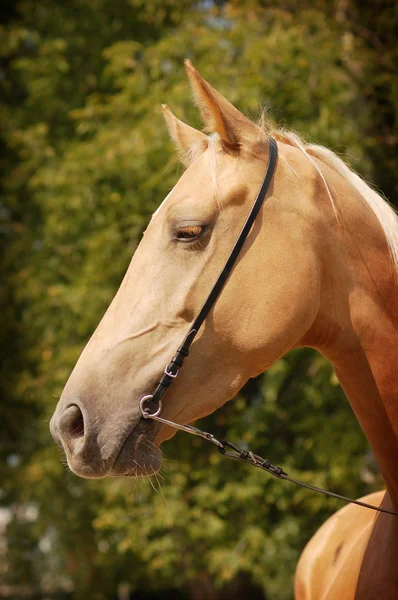 Palomino cavallo ritratto — Foto Stock