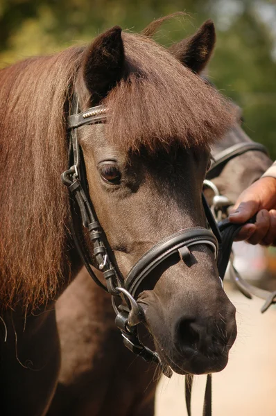 Primo piano pony — Foto Stock