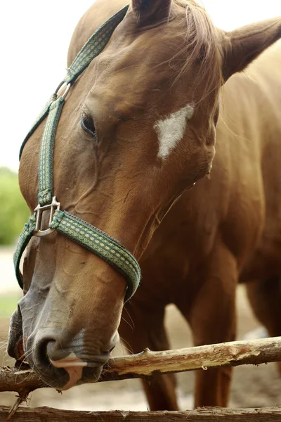 Chestnut horse — Stock Photo, Image