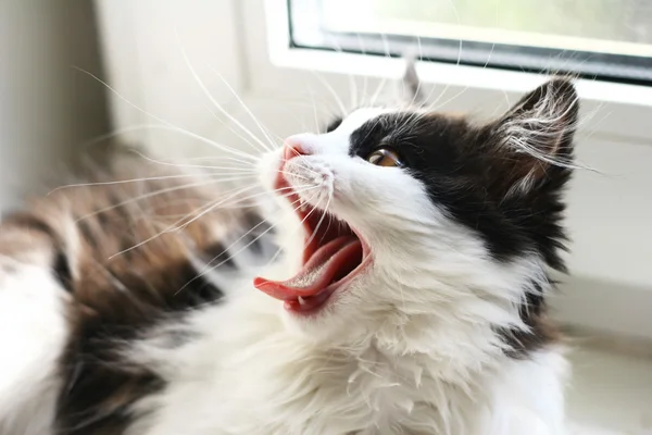 Yawning anak kucing — Stok Foto