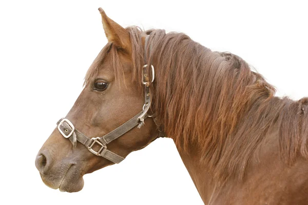 Arabský kůň, samostatný — Stock fotografie