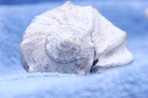 Seashell på blå handduk — Stockfoto