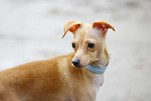 Terrier brinquedo — Fotografia de Stock
