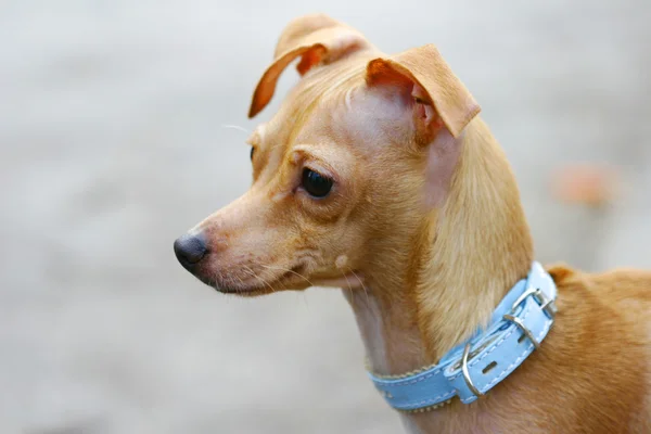 Toy terrier — Stockfoto