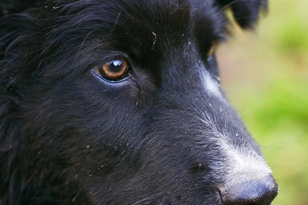 犬の目 — ストック写真