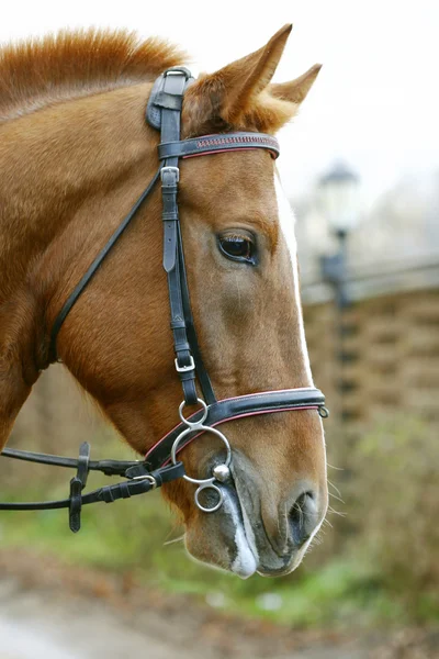 Horse head close up — Stock Photo, Image
