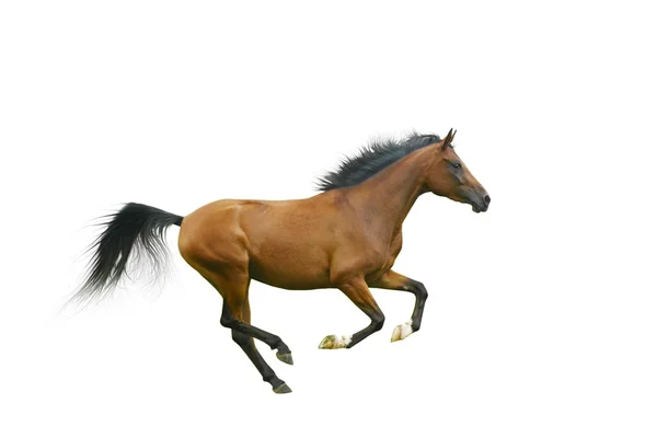 Cavalo árabe galopando — Fotografia de Stock