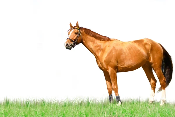Cavallo isolato — Foto Stock
