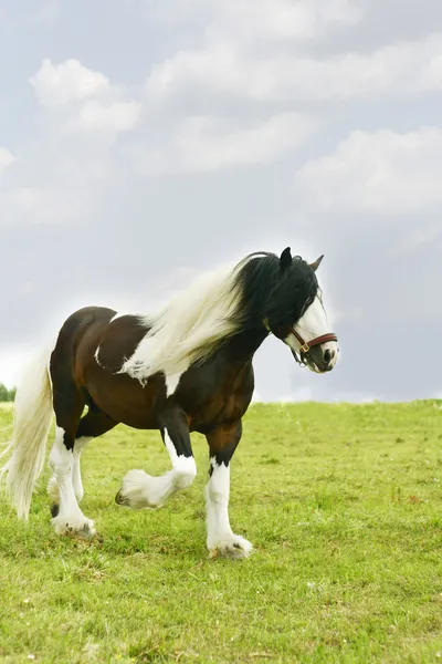 Gypsy vanner stallion running — Stock Photo, Image