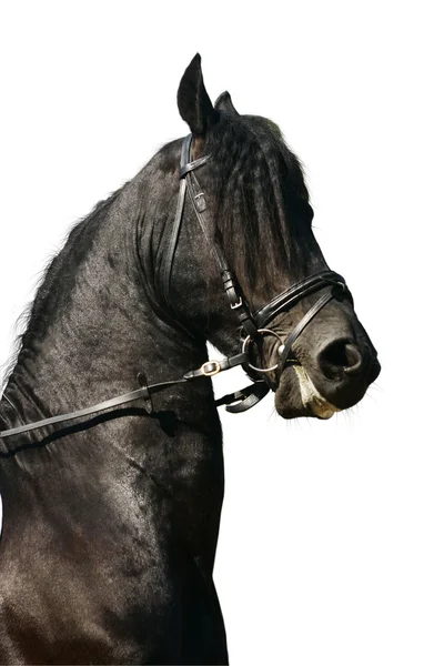 Μαύρο stallion απομονωθεί — Φωτογραφία Αρχείου