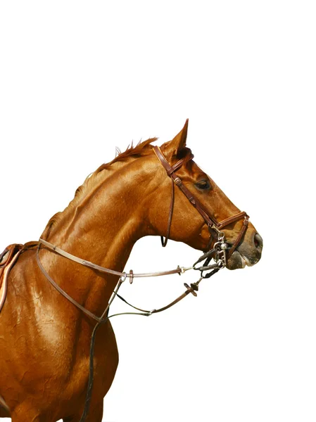 Kastanj häst isolerad — Stockfoto