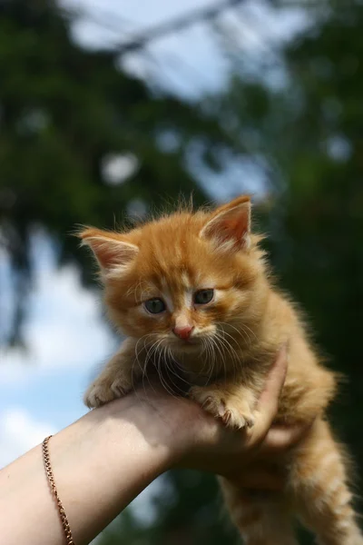 Милый оранжевый котёнок — стоковое фото
