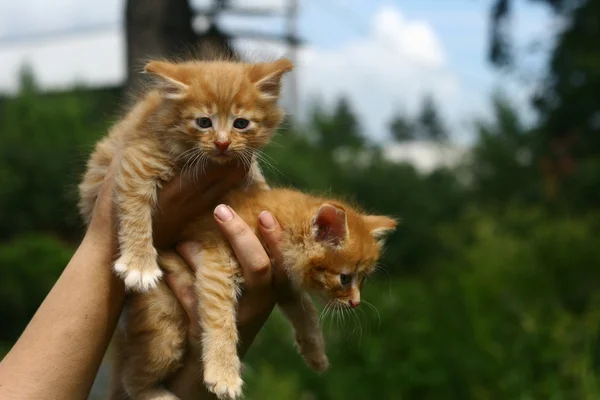 Dua anak kucing oranye bagus — Stok Foto
