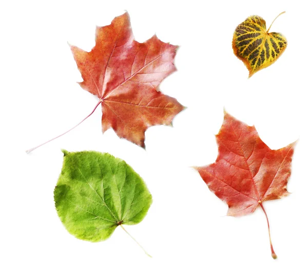 秋天的叶子孤立 — 图库照片