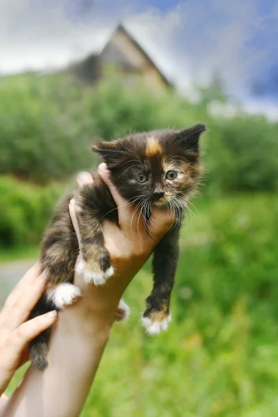 Belo gatinho. — Fotografia de Stock