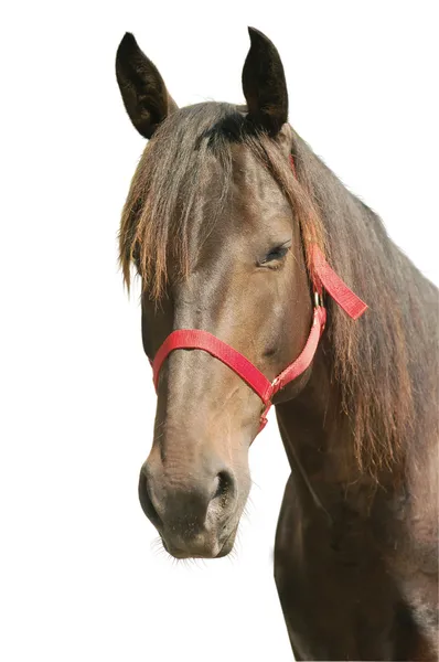 Kastanje paard geïsoleerd — Stockfoto