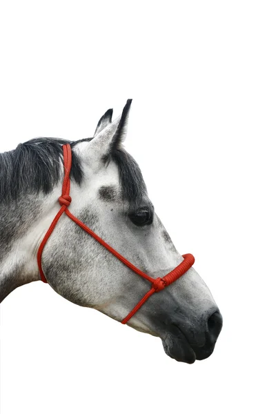 Grå häst isolerad — Stockfoto