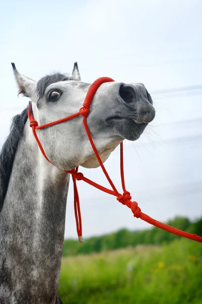 Arabian stallion porträtt — Stockfoto