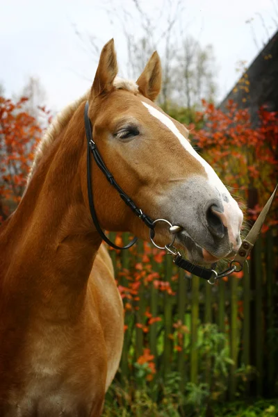 Horse profile — Stock Photo, Image