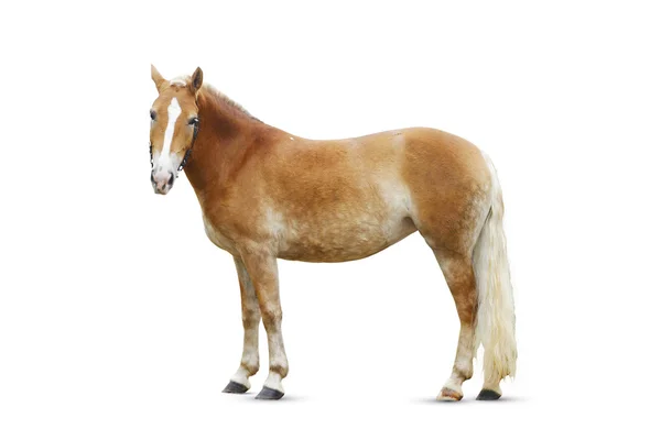 Cavalo de pé isolado — Fotografia de Stock