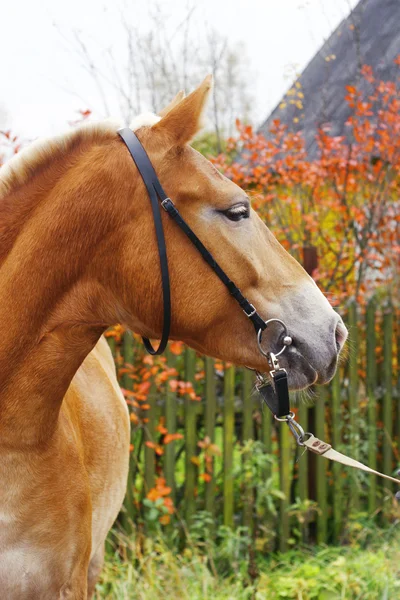Profilo cavallo — Foto Stock