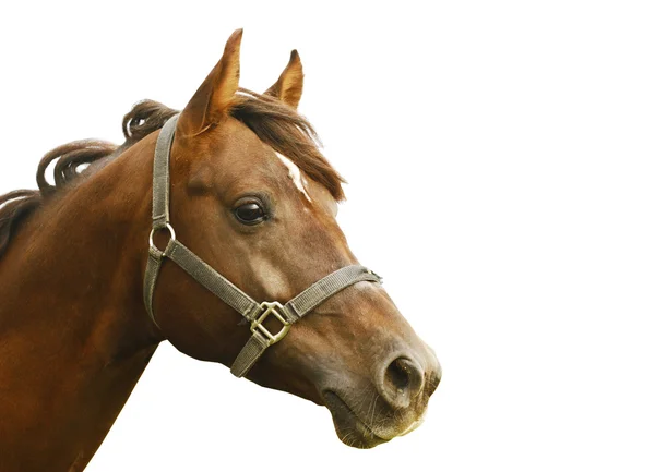 Mörkt orange arabian stallion — Stockfoto