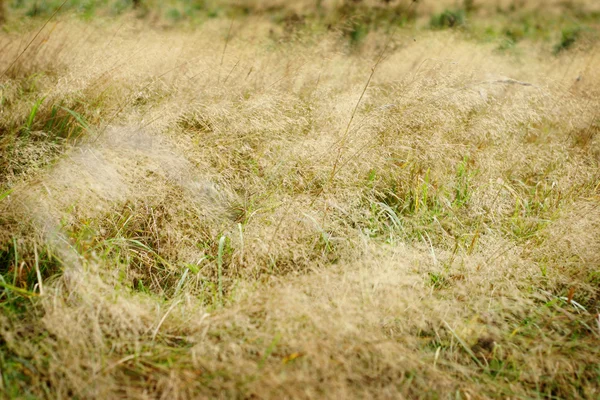 秋の牧草地の草 — ストック写真