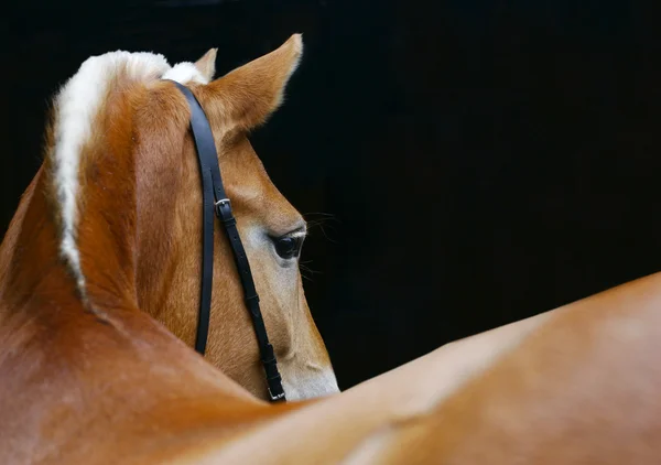 Лошадь изолирована — стоковое фото