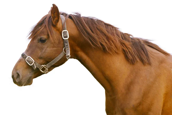 Arabský kůň, samostatný — Stock fotografie